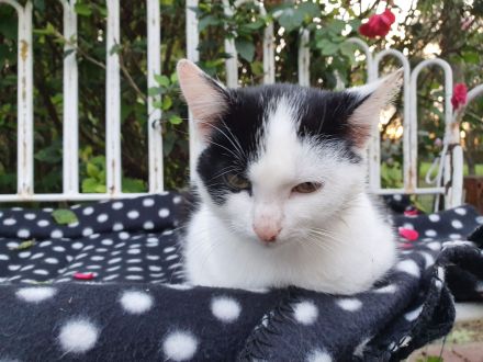 2 hübsche junge Katzendamen