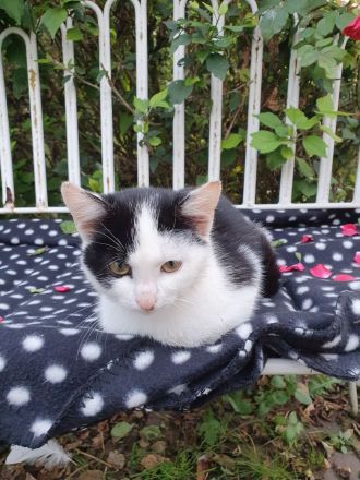 2 hübsche junge Katzendamen