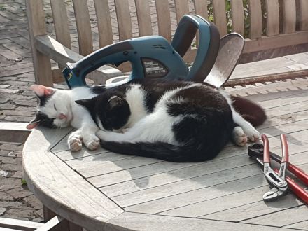 2 hübsche junge Katzendamen