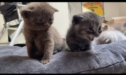 Reinrassige BKH Kitten