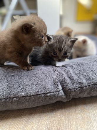 Reinrassige BKH Kitten