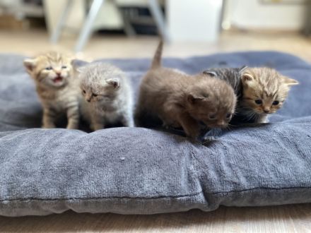 Reinrassige BKH Kitten