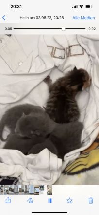 BKH Katzenbabys