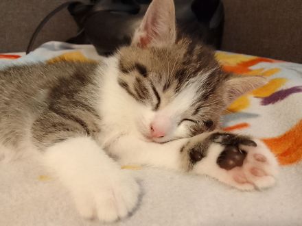 4 Süße Kätzchen suchen ein Zuhause