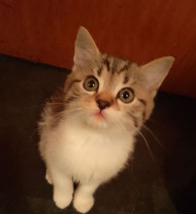 4 Süße Kätzchen suchen ein Zuhause