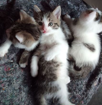 4 Süße Kätzchen suchen ein Zuhause