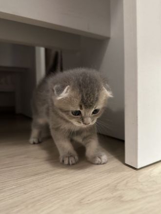 Kitten suchen ein liebevolles Zuhauseч