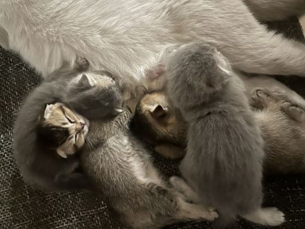 Kitten suchen ein liebevolles Zuhauseч