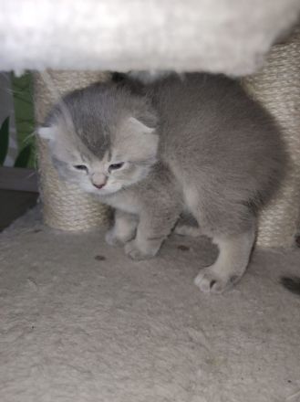 Kitten suchen ein liebevolles Zuhauseч