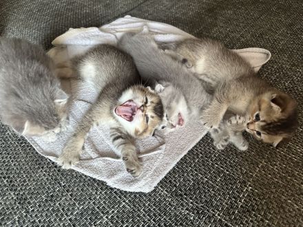 Kitten suchen ein liebevolles Zuhauseч