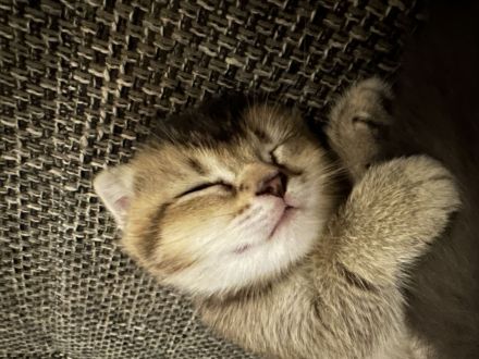 Kitten suchen ein liebevolles Zuhauseч