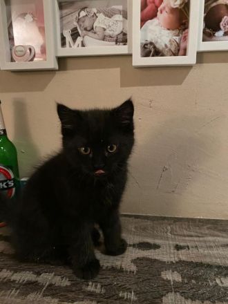 Katzen Babys zum abgeben