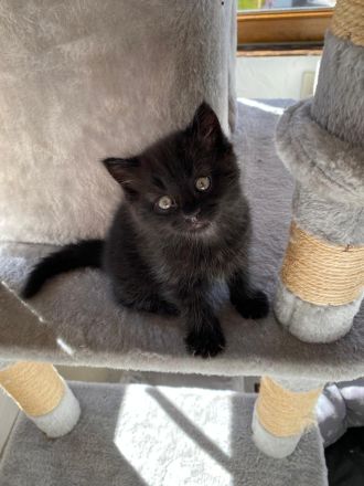 Katzen Babys zum abgeben