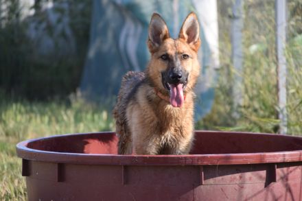 Mandy, aktive, kastrierte, aufgeschlossene, aktive, verspielte, junge Schäferhündin sucht Zuhause