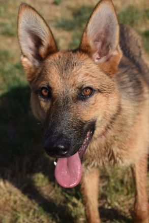 Mandy, aktive, kastrierte, aufgeschlossene, aktive, verspielte, junge Schäferhündin sucht Zuhause