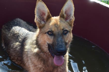 Mandy, aktive, kastrierte, aufgeschlossene, aktive, verspielte, junge Schäferhündin sucht Zuhause