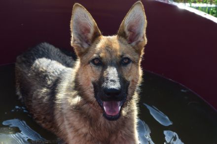 Mandy, aktive, kastrierte, aufgeschlossene, aktive, verspielte, junge Schäferhündin sucht Zuhause