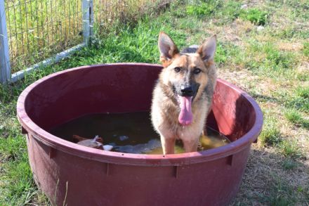 Mandy, aktive, kastrierte, aufgeschlossene, aktive, verspielte, junge Schäferhündin sucht Zuhause