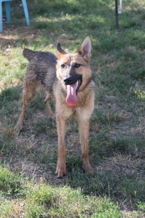 Mandy, aktive, kastrierte, aufgeschlossene, aktive, verspielte, junge Schäferhündin sucht Zuhause