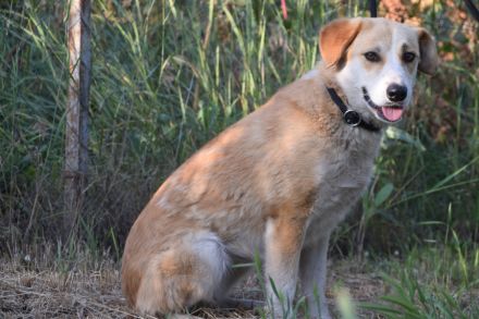 Bonbonetti, schüchterne Mischlingshündin sucht schönes, erfahrenes Zuhause