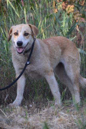 Bonbonetti, schüchterne Mischlingshündin sucht schönes, erfahrenes Zuhause