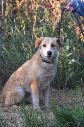Bonbonetti, schüchterne Mischlingshündin sucht schönes, erfahrenes Zuhause