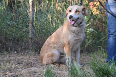 Bonbonetti, schüchterne Mischlingshündin sucht schönes, erfahrenes Zuhause