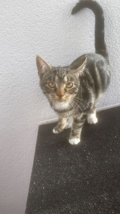 Kater/Katze