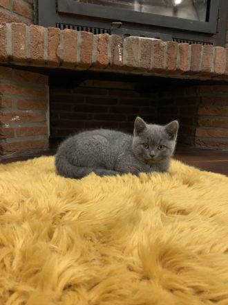 3 Britisch Kurzhaar Kitten Grau