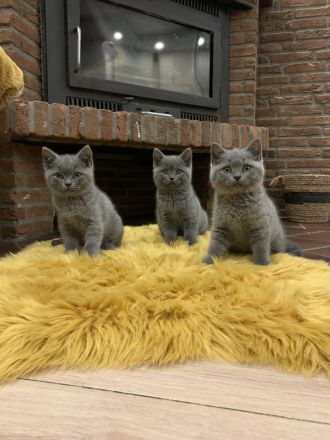 3 Britisch Kurzhaar Kitten Grau