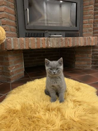 3 Britisch Kurzhaar Kitten Grau