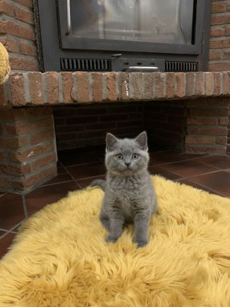3 Britisch Kurzhaar Kitten Grau