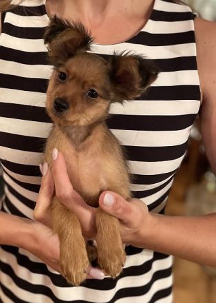 Reinrassige Zwerghunde Welpen (Russkiy Toy Langhaar) in liebevolle Hände abzugeben!