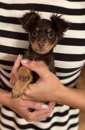 Reinrassige Zwerghunde Welpen (Russkiy Toy Langhaar) in liebevolle Hände abzugeben!