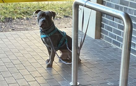 Deckrüde Staffordshire Bullterrier