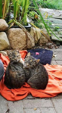 3 Glückskatzen suchen ein neues Zuhause