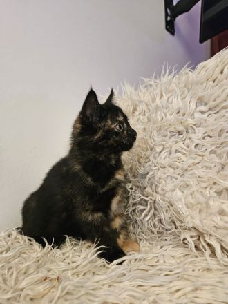 Kitten / Katzenbabys / Kätzchen zu verkaufen