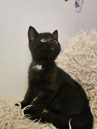 Kitten / Katzenbabys / Kätzchen zu verkaufen