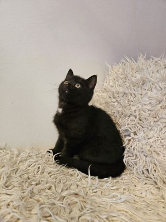 Kitten / Katzenbabys / Kätzchen zu verkaufen