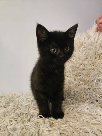 Kitten / Katzenbabys / Kätzchen zu verkaufen