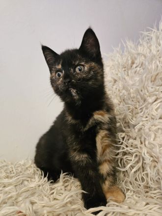 Kitten / Katzenbabys / Kätzchen zu verkaufen