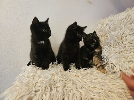 Kitten / Katzenbabys / Kätzchen zu verkaufen
