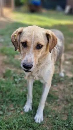 MINELLA ca. 10-jährige, zutrauliche Hündin, ca. 50-55 cm, braucht etwas Zeit und Geduld