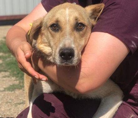 MINELLA ca. 10-jährige, zutrauliche Hündin, ca. 50-55 cm, braucht etwas Zeit und Geduld