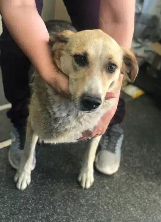 MINELLA ca. 10-jährige, zutrauliche Hündin, ca. 50-55 cm, braucht etwas Zeit und Geduld