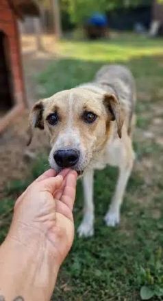 MINELLA ca. 10-jährige, zutrauliche Hündin, ca. 50-55 cm, braucht etwas Zeit und Geduld