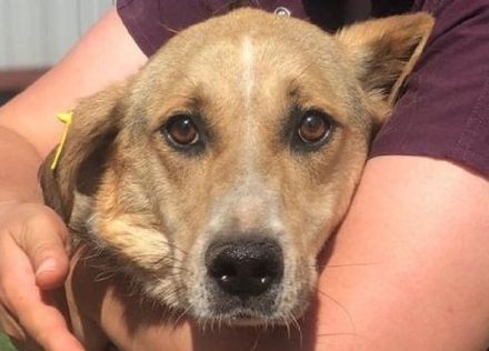 MINELLA ca. 10-jährige, zutrauliche Hündin, ca. 50-55 cm, braucht etwas Zeit und Geduld