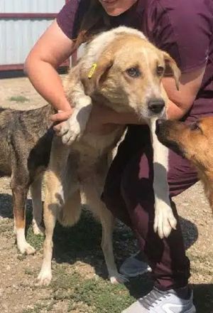 MINELLA ca. 10-jährige, zutrauliche Hündin, ca. 50-55 cm, braucht etwas Zeit und Geduld