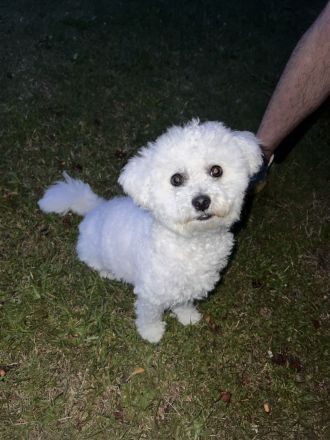 Ein Hund Bichon Frise sucht Zuhause