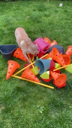 Smart Dogs Wuppertal